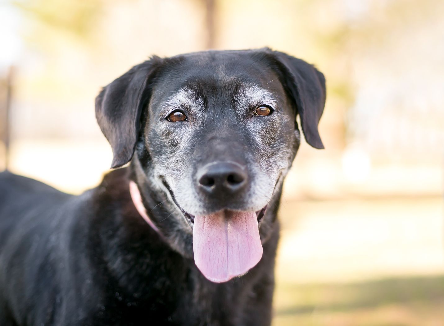 The Most Common Health Issues for Senior Pets, and How to Prevent Them