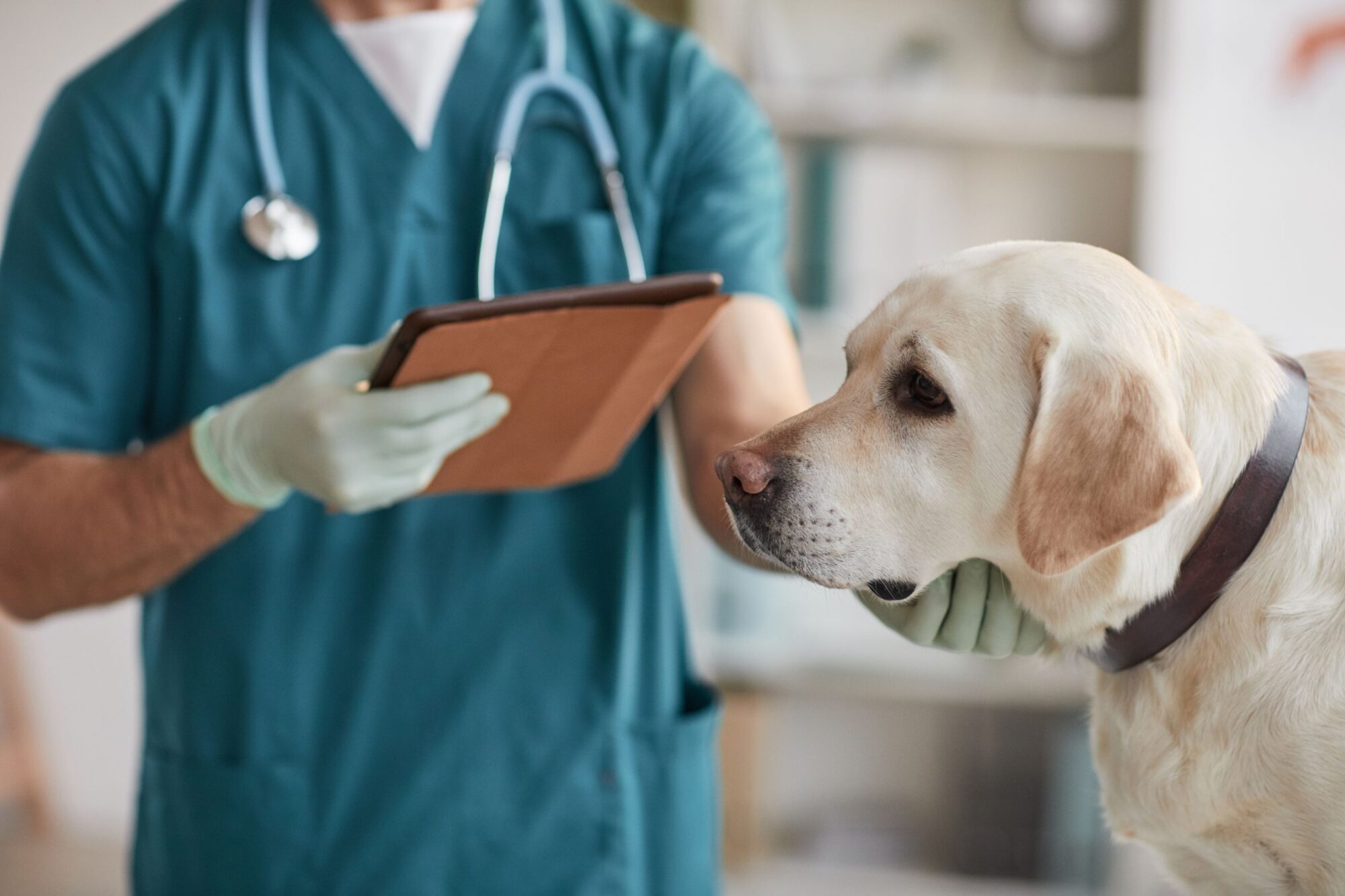 The Importance of Spaying and Neutering Your Pets