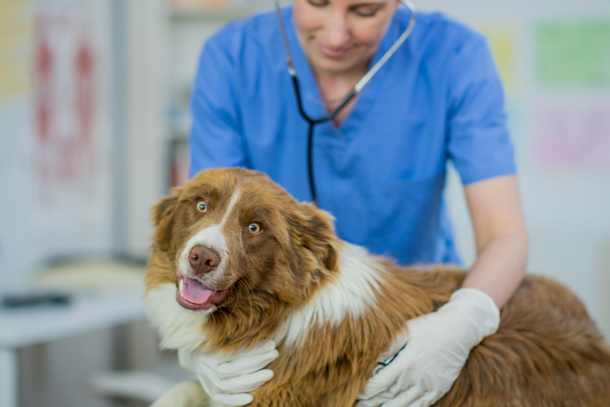 Why You Might Need to Take Your Pet to an Urgent Vet