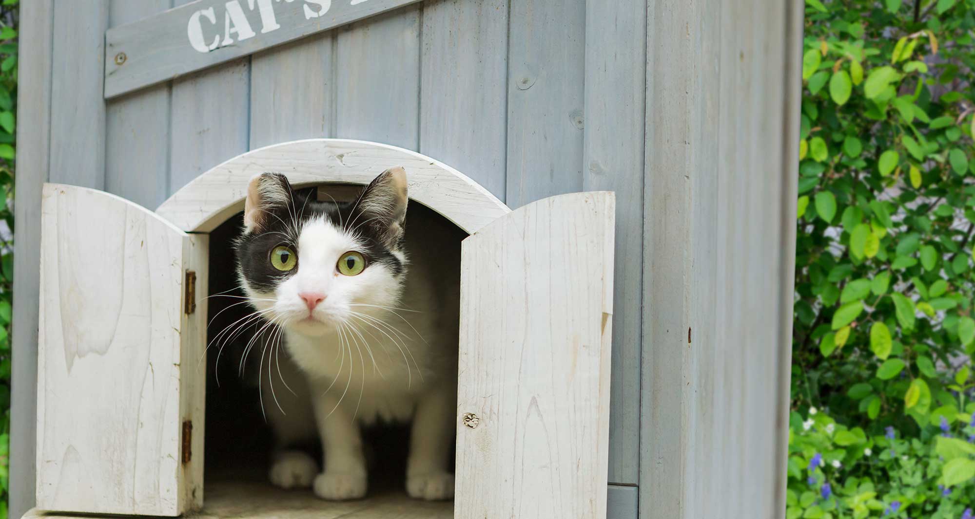 Cat in a cat house